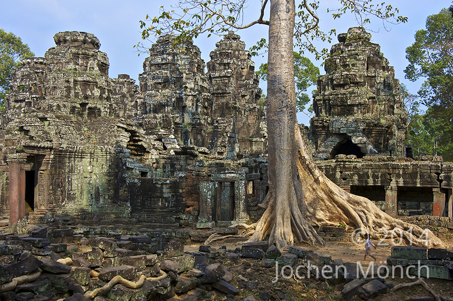 Kambodscha- -Klosterruine " Banteay Kdei " mit einem Kapok-Baumriesen
