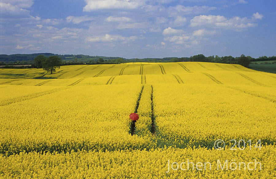 Schleswig Holstein - Rapsfelder