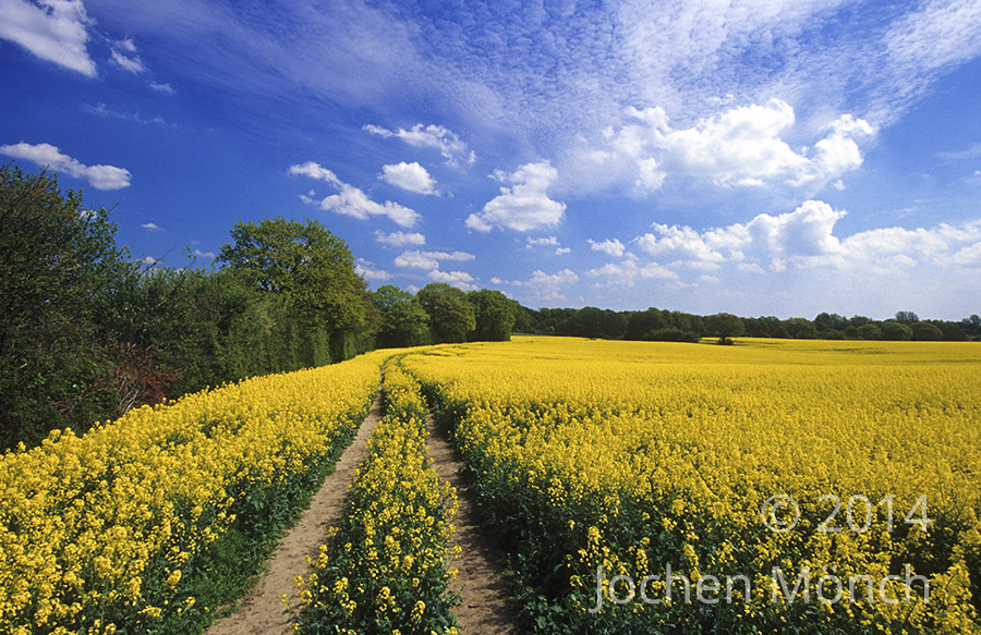 Schleswig Holstein - Rapsfelder